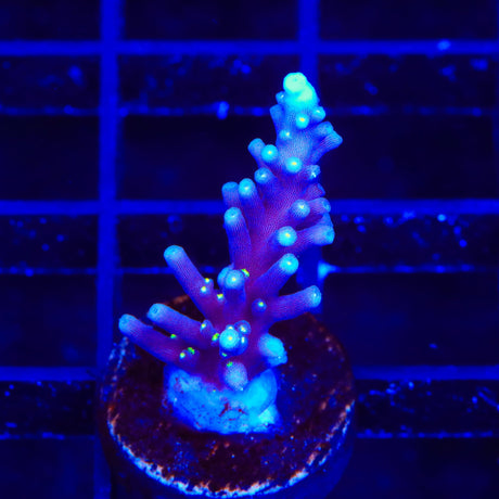 Black Sabbath Dragon Acropora Coral