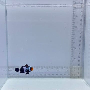 Black Snowflake Clown Fish