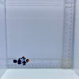 Black Snowflake Clown Fish