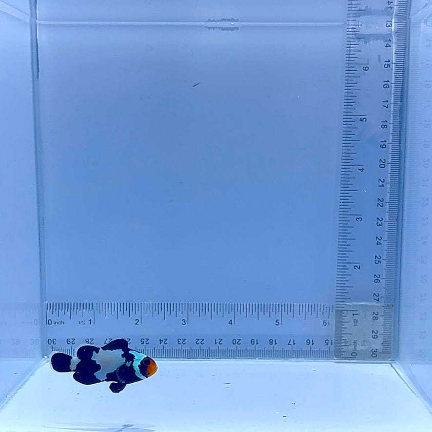 Black Snowflake Clownfish