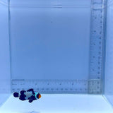 Black Snowflake Clownfish