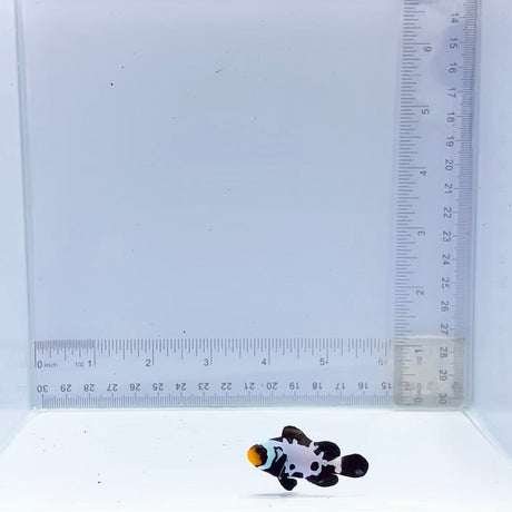 Black Snowflake Sapphire Bullethole Clownfish (Amphiprion ocellaris)