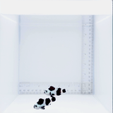 Black Storm Clown Fish Pair