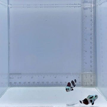 Black Storm Pair Clownfish