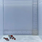 Black Storm Pair Clownfish