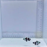 Black Storm Pair Clownfish (Amphiprion ocellaris)