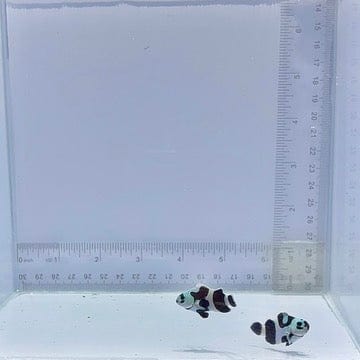 Black Storm Pair Clownfish (Amphiprion ocellaris)