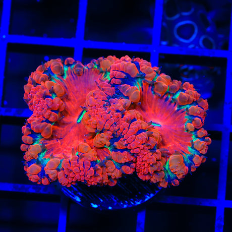 Black Widow Blastomussa Coral