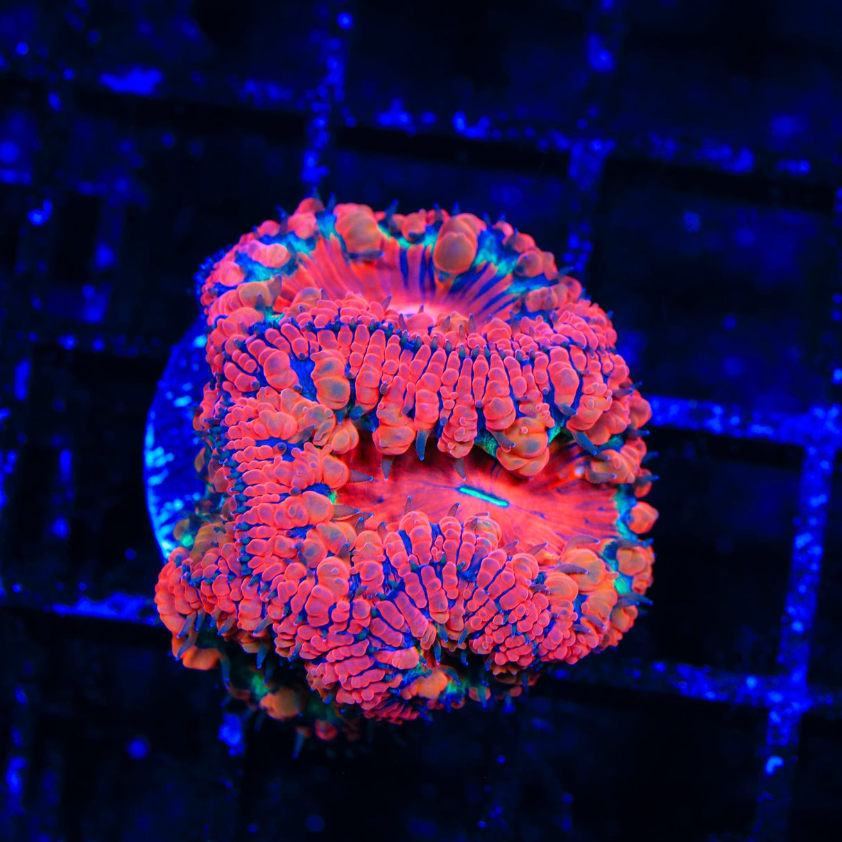 Black Widow Blastomussa Coral