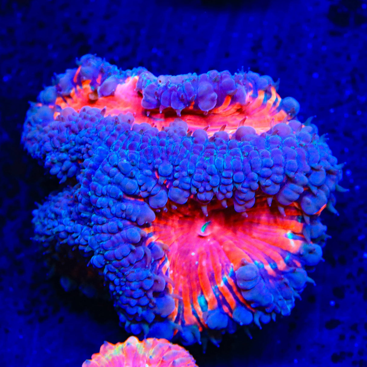 Black Widow Blastomussa Coral