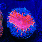 Black Widow Blastomussa Coral