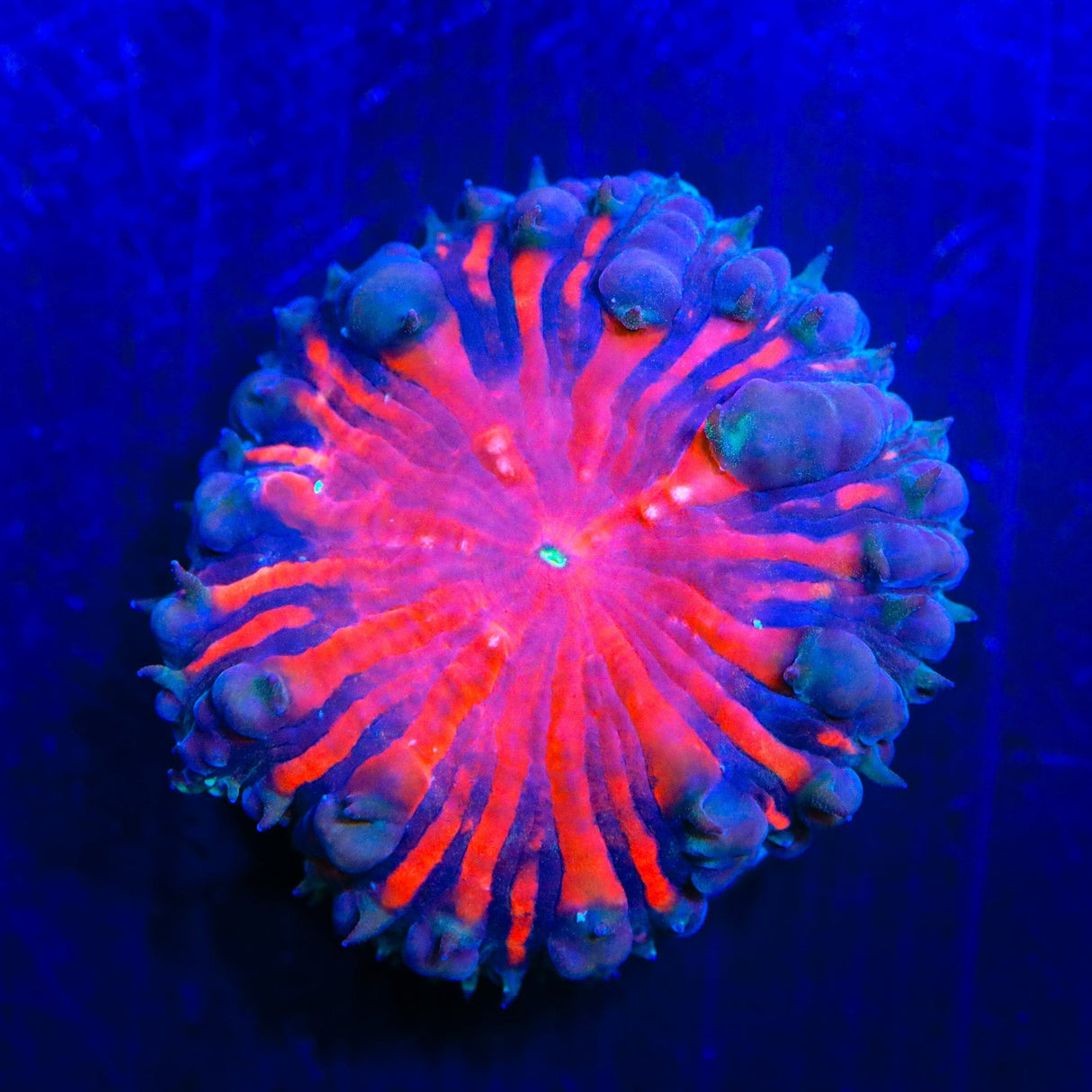 Black Widow Blastomussa Coral