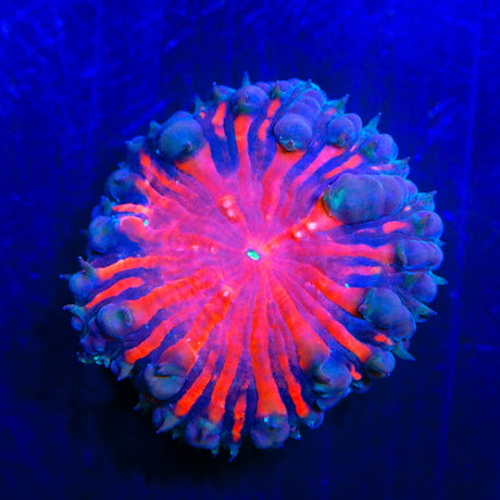 Black Widow Blastomussa Coral