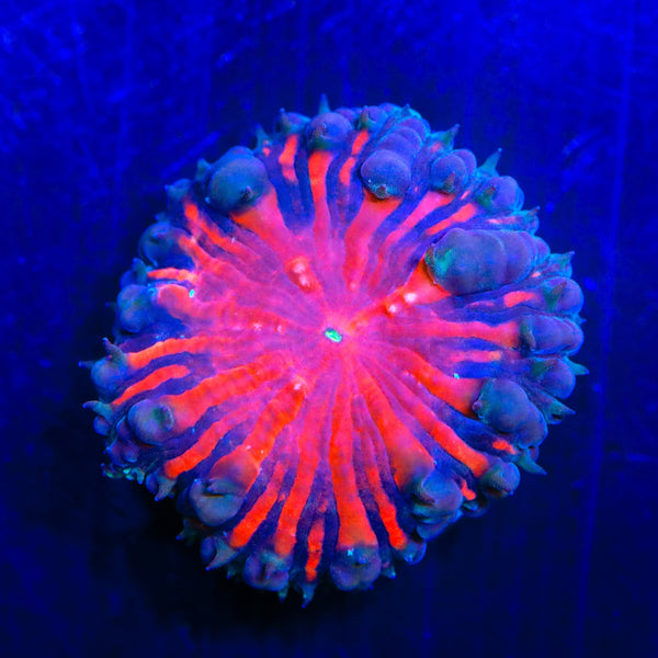 Black Widow Blastomussa Coral