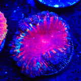 Black Widow Blastomussa Coral