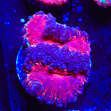 Black Widow Blastomussa Coral