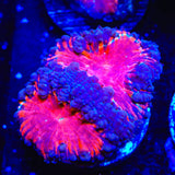 Black Widow Blastomussa Coral