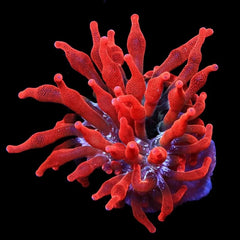 Black Widow Bubble Tip Anemone Medium