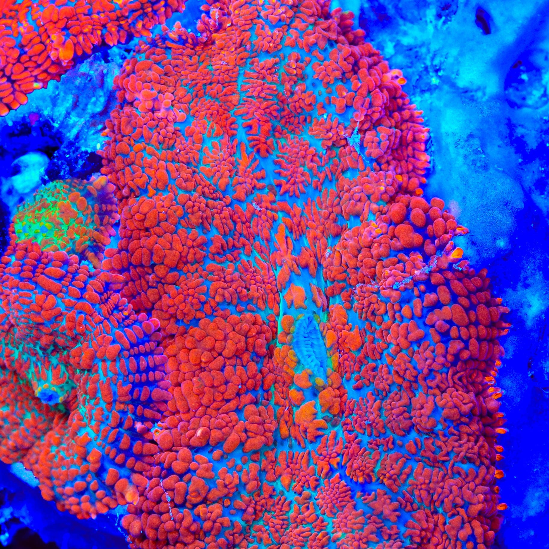 Blast Shield Mushroom Coral