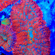 Blast Shield Mushroom Coral