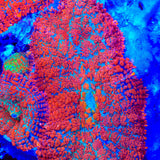 Blast Shield Mushroom Coral