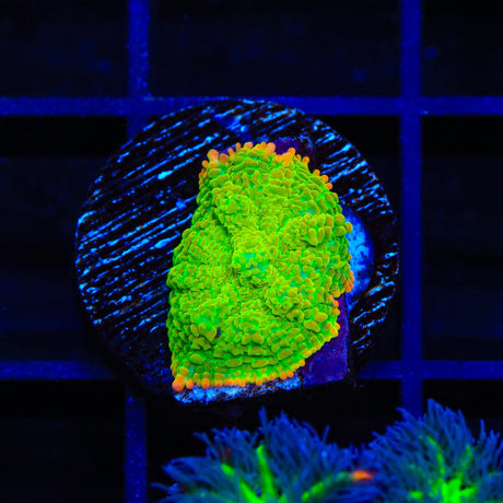 Blastwave Rhodactis Mushroom Coral