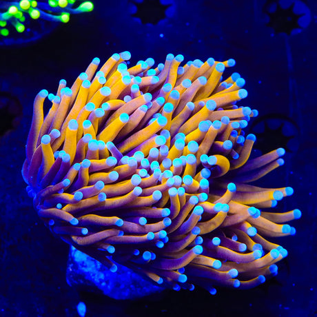 Blazing Torch XL Frag Coral