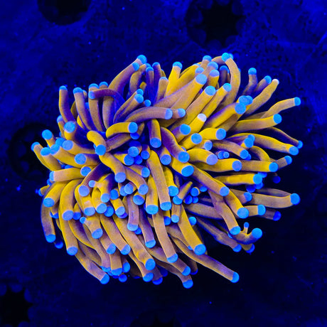 Blazing Torch XL Frag Coral