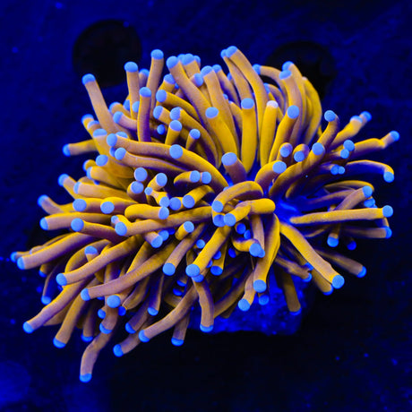 Blazing Torch XL Frag Coral