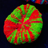 Bleeding Apple Scoly