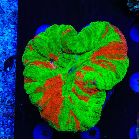 Bleeding Apple Scolymia Colony Coral