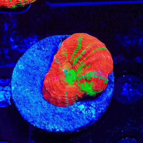 Bleeding Apple Scolymia Colony Coral