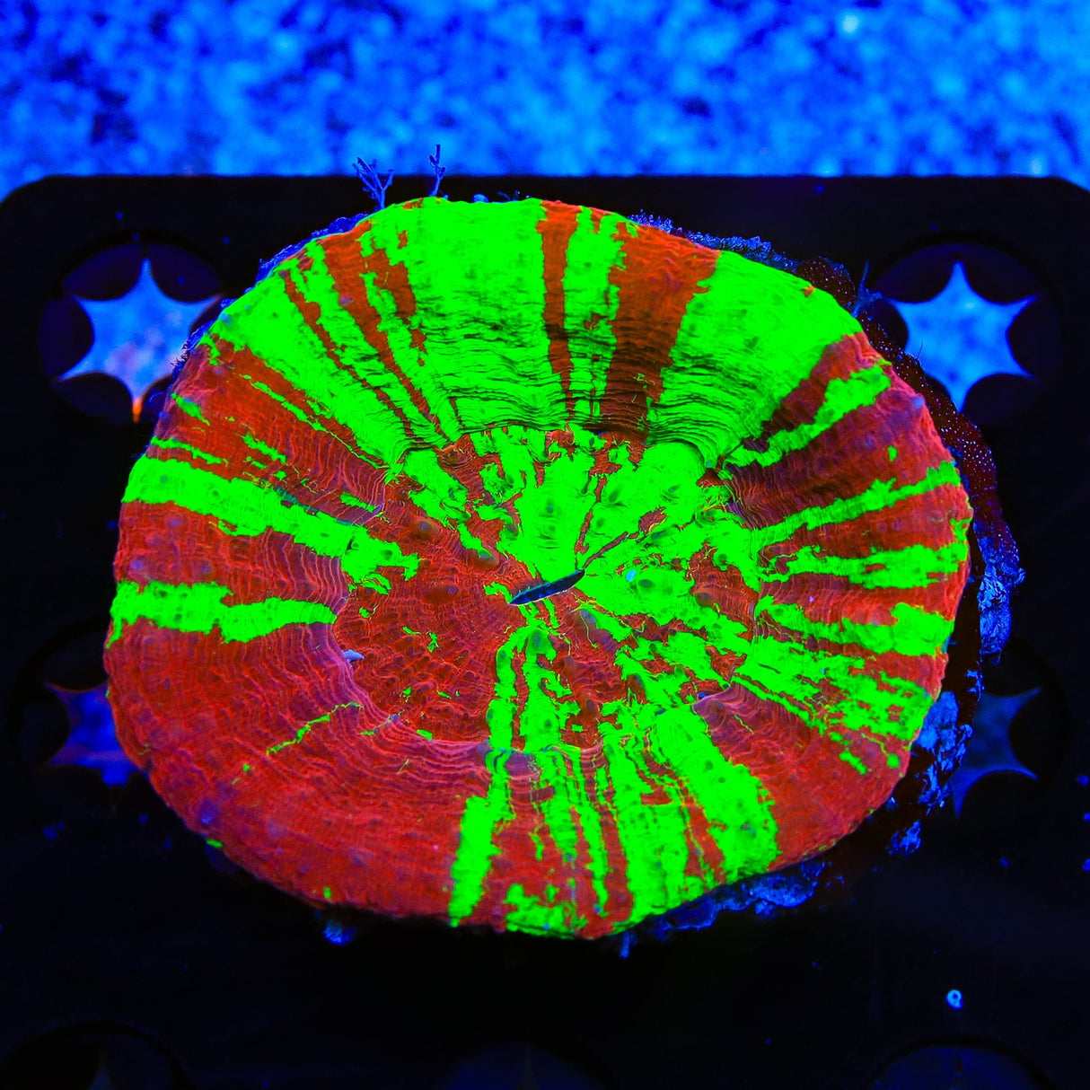 Bleeding Apple Scolymia Coral