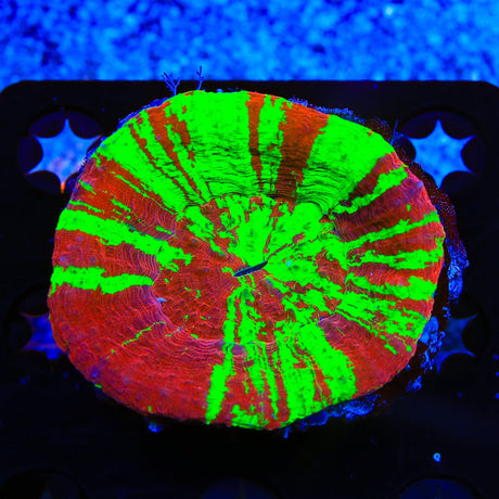 Bleeding Apple Scolymia Coral