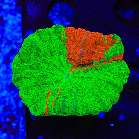 Bleeding Apple Scolymia Coral