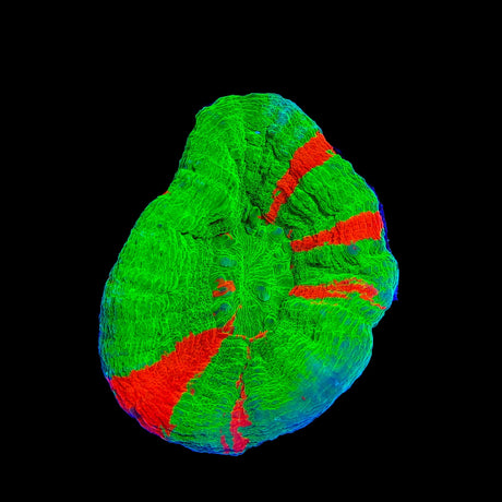 Bleeding Apple Scolymia Coral