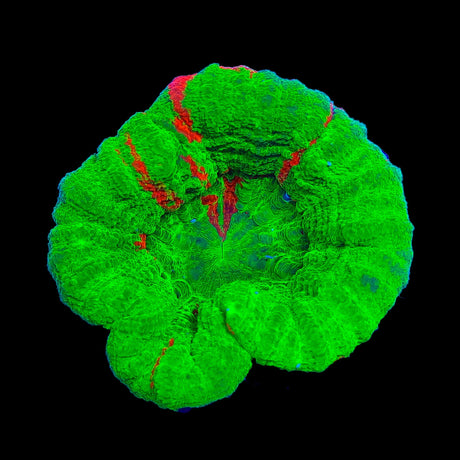 Bleeding Apple Scolymia Coral