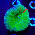 Bleeding Apple Scolymia Coral