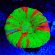 Bleeding Apple Scolymia Coral