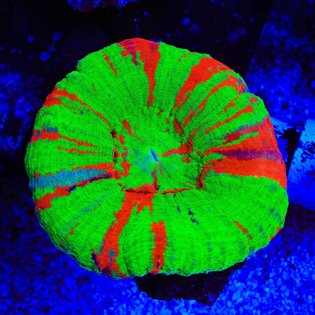 Bleeding Apple Scolymia Coral