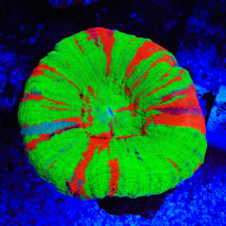 Bleeding Apple Scolymia Coral