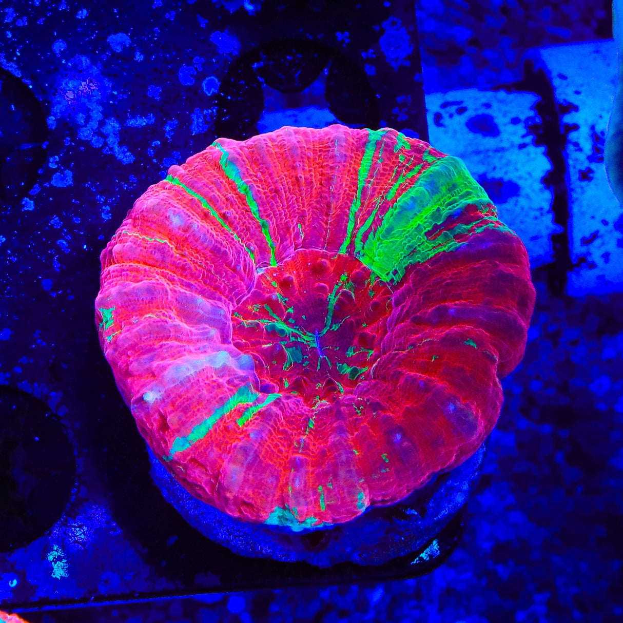 Bleeding Apple Scolymia Coral