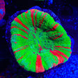 Bleeding Apple Scolymia Coral