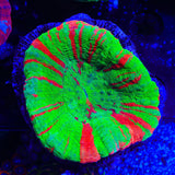 Bleeding Apple Scolymia Coral