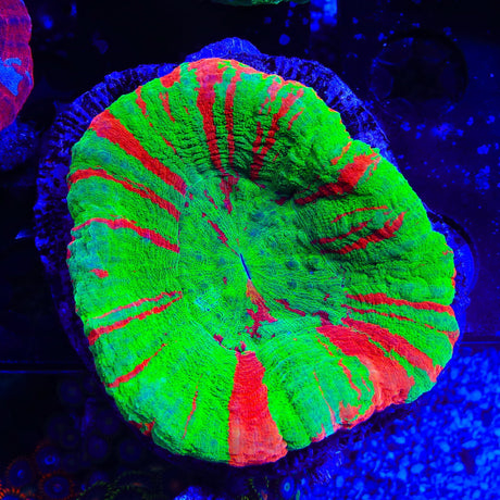 Bleeding Apple Scolymia Coral