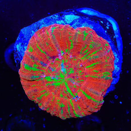 Bleeding Apple Scolymia Coral