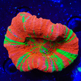 Bleeding Apple Scolymia Coral