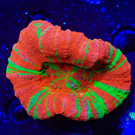 Bleeding Apple Scolymia Coral