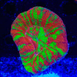 Bleeding Apple Scolymia Coral