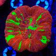 Bleeding Apple Scolymia Coral